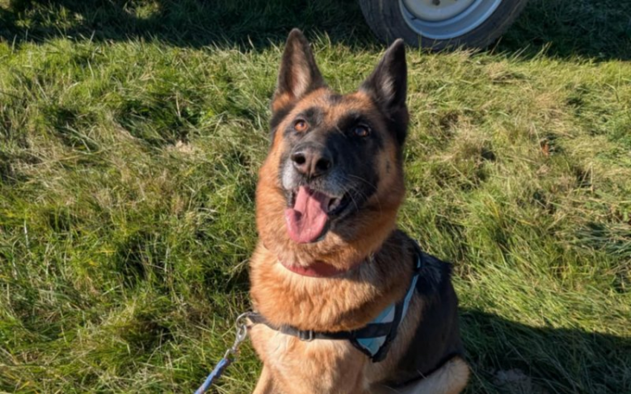 Photo #2 de Pagaille