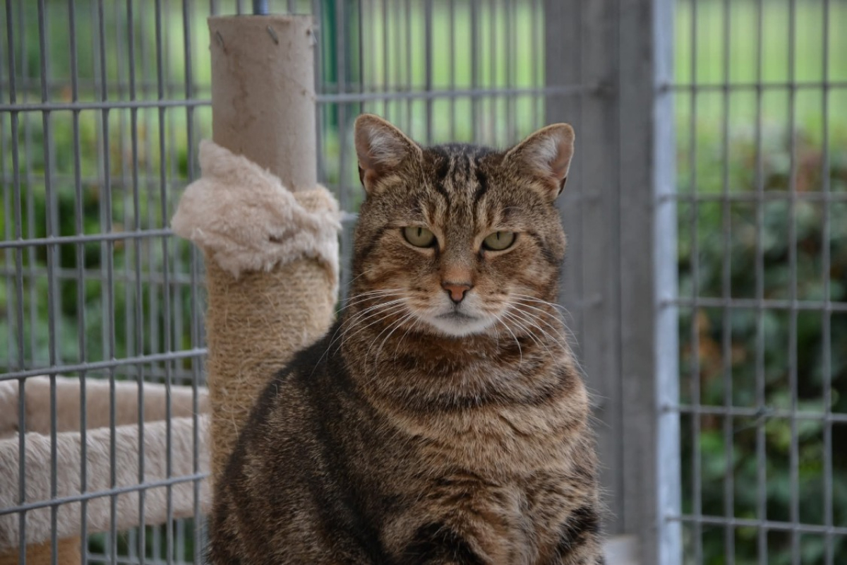 Photo #1 de Dj miaou