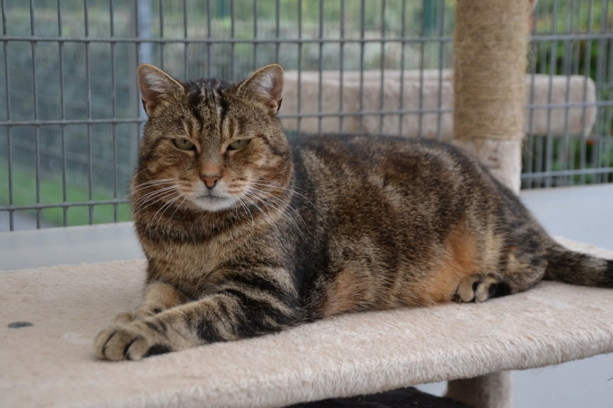 Photo #2 de Dj miaou