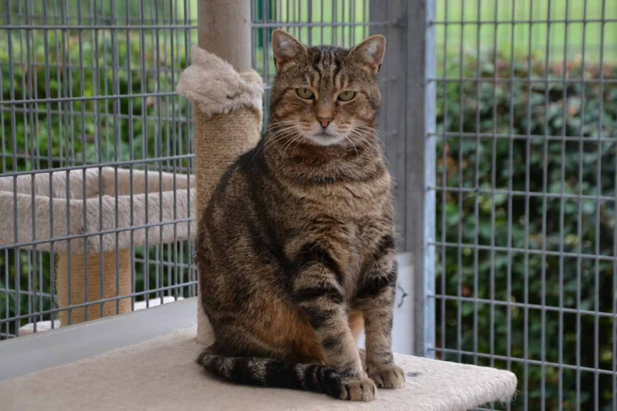 Photo #3 de Dj miaou