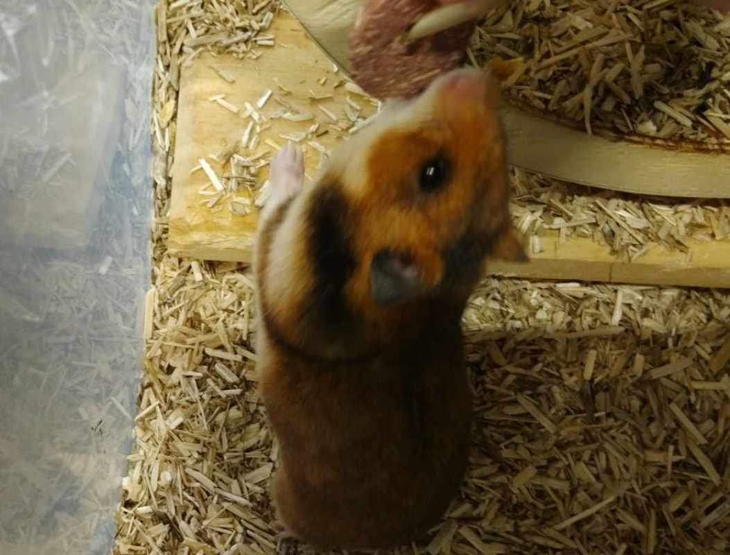 Photo #1 de Fantassin