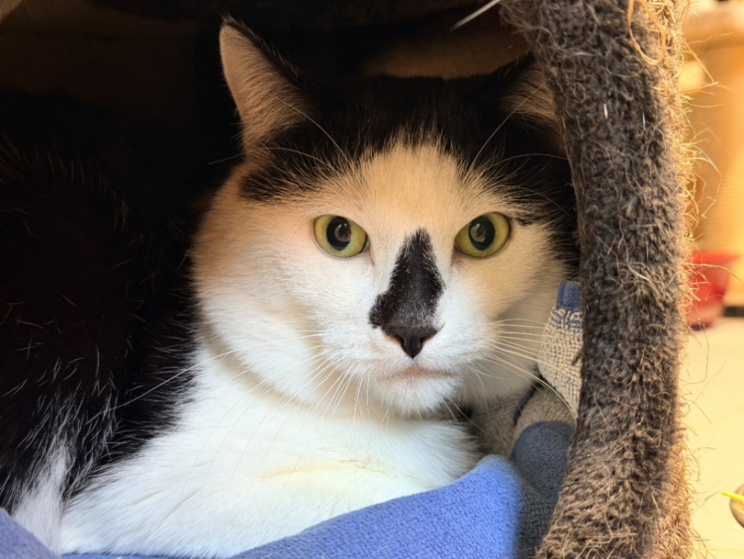 Photo #1 de Bernardo