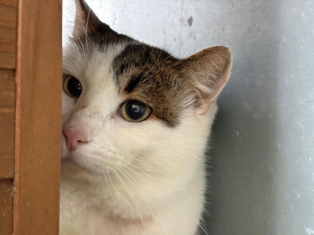 Photo de Shakespeare