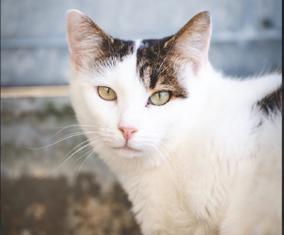 Shakespeare - Chat Européen à adopter