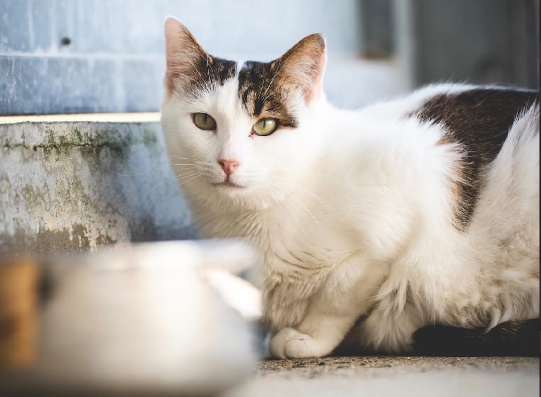 Shakespeare - Chat Européen à adopter - photo 2