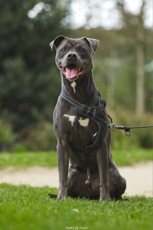 Photo #4 de FALCO