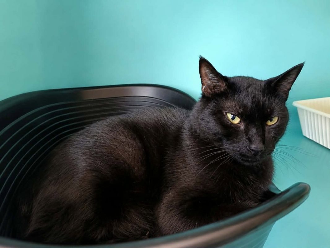 Botox - Chat Européen à adopter