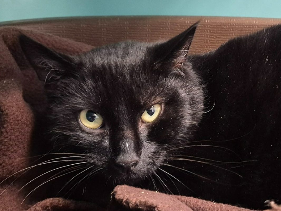 Botox - Chat Européen à adopter - photo 2