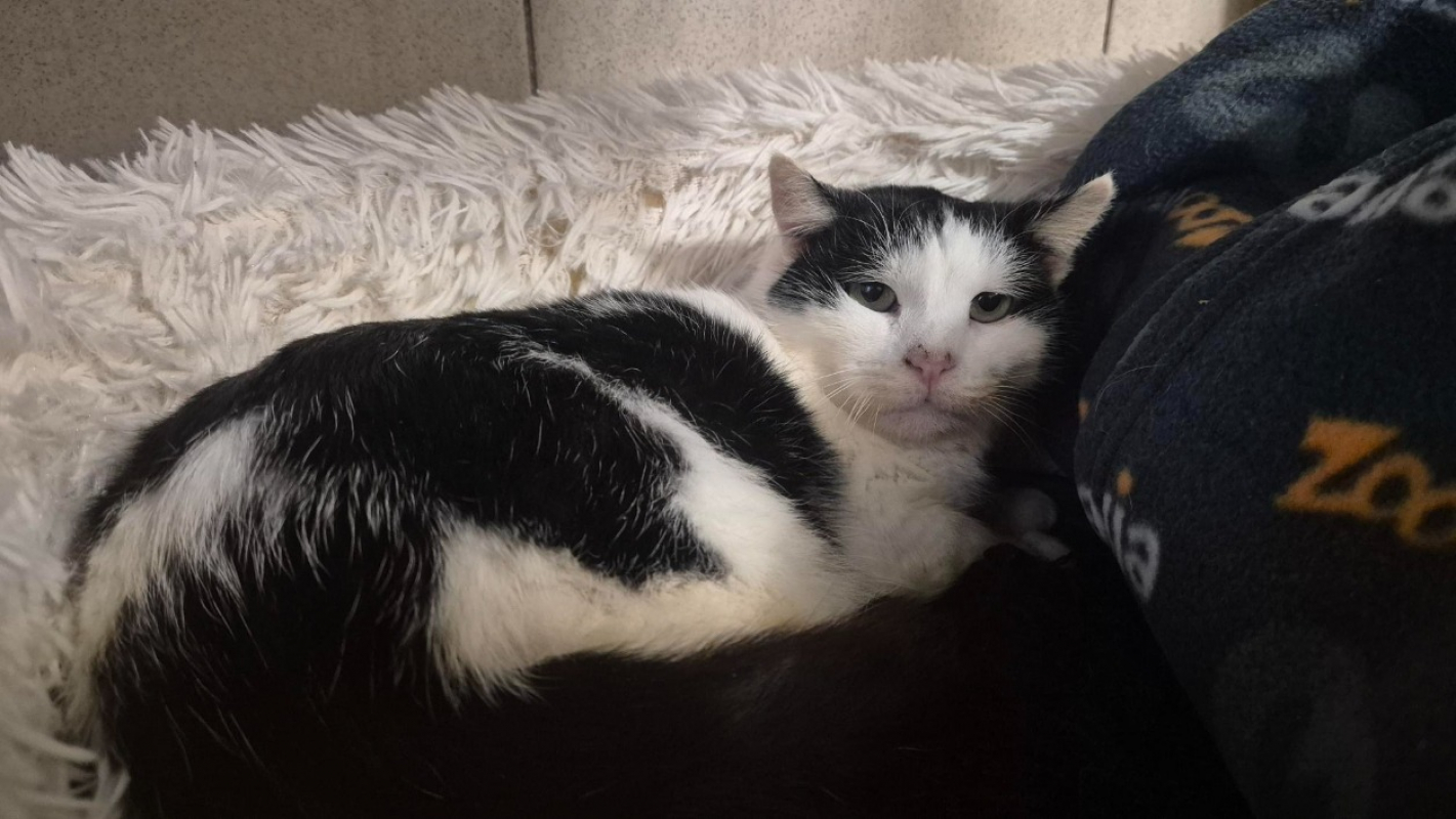 Photo #2 de Buchamiaou