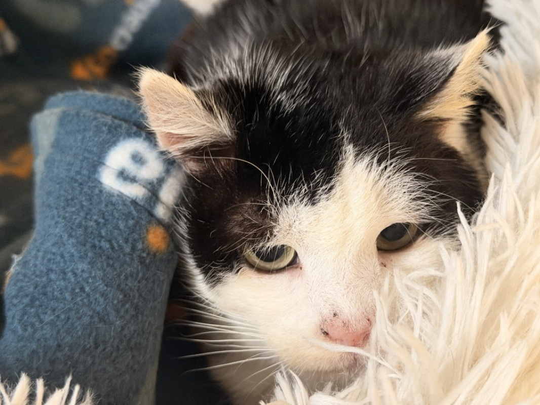 Photo #3 de Buchamiaou