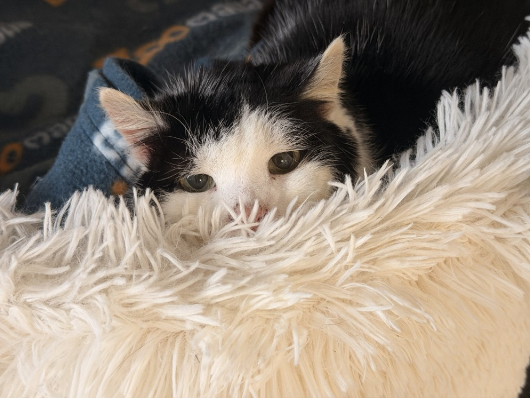 Photo #4 de Buchamiaou