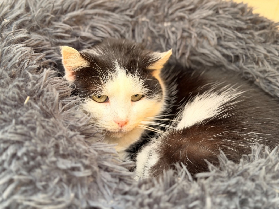 Photo #1 de Buchamiaou