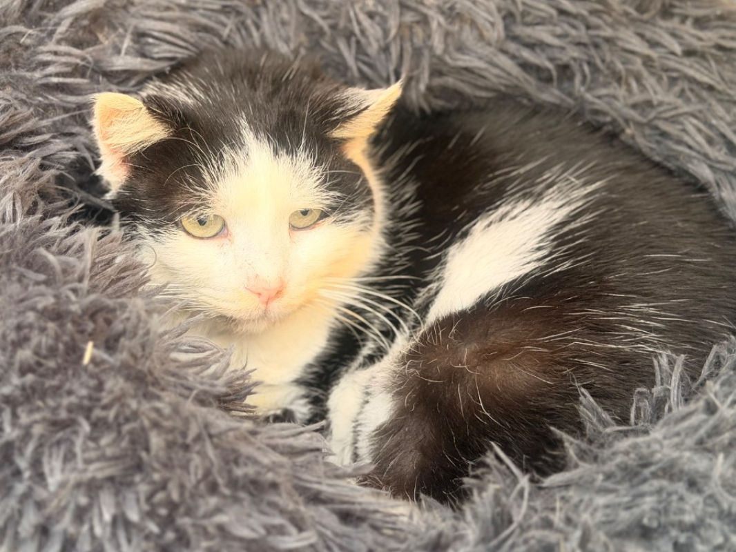 Photo #2 de Buchamiaou