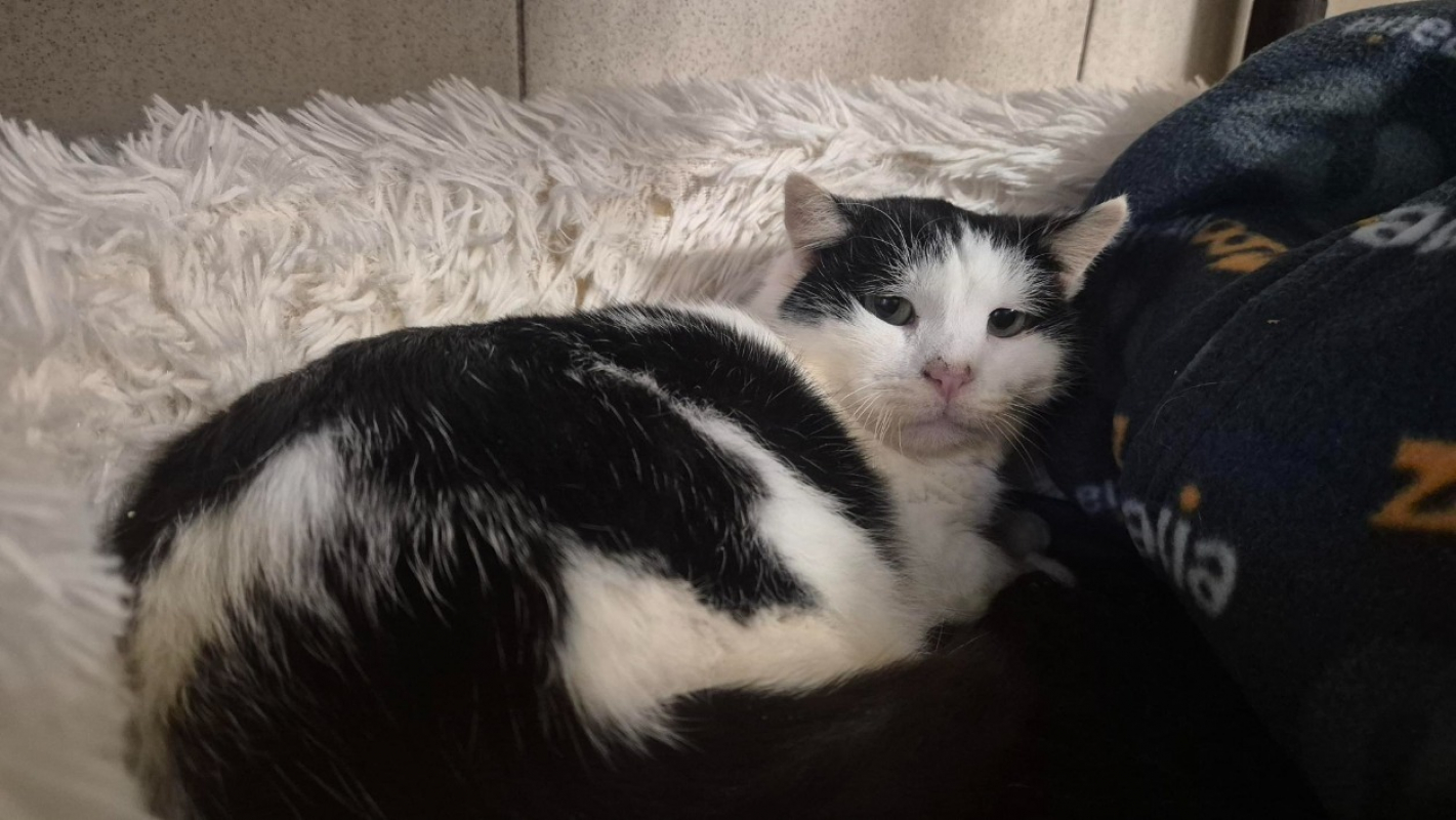 Photo #3 de Buchamiaou