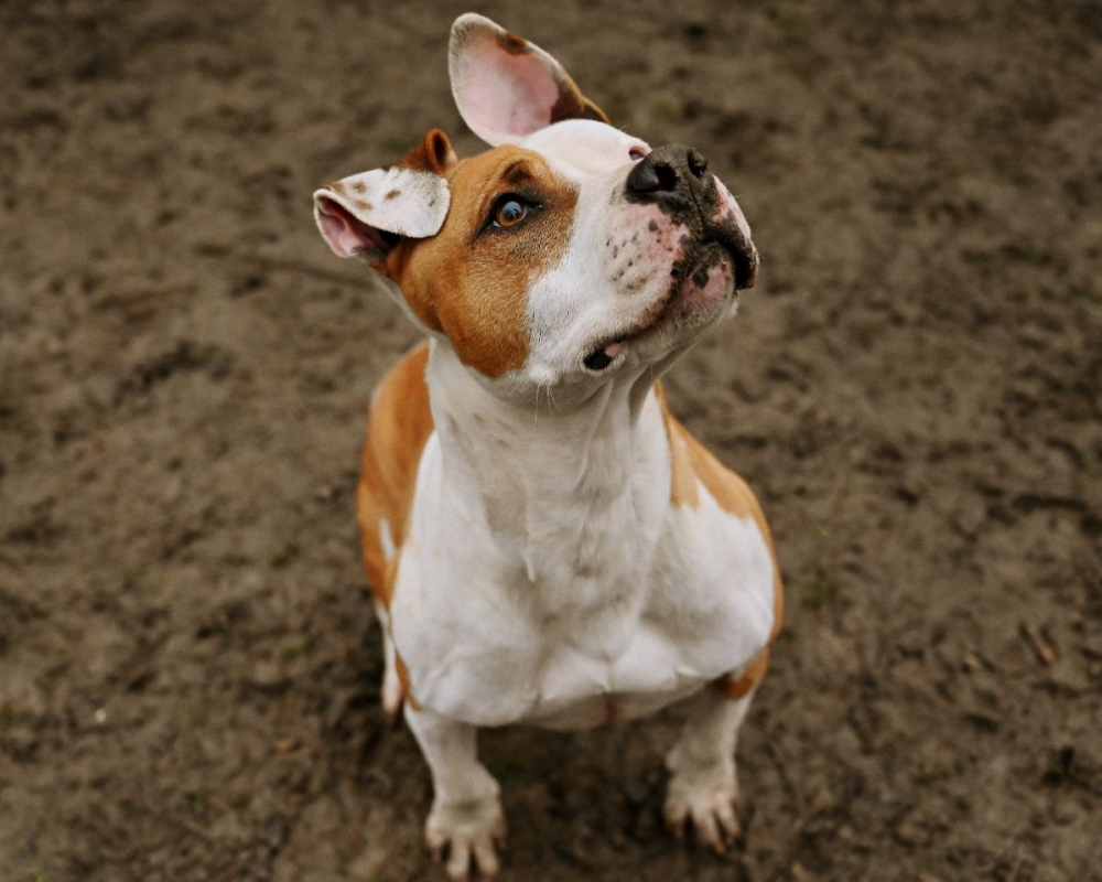 Photo #1 de GAÏA (en parcours de soins)