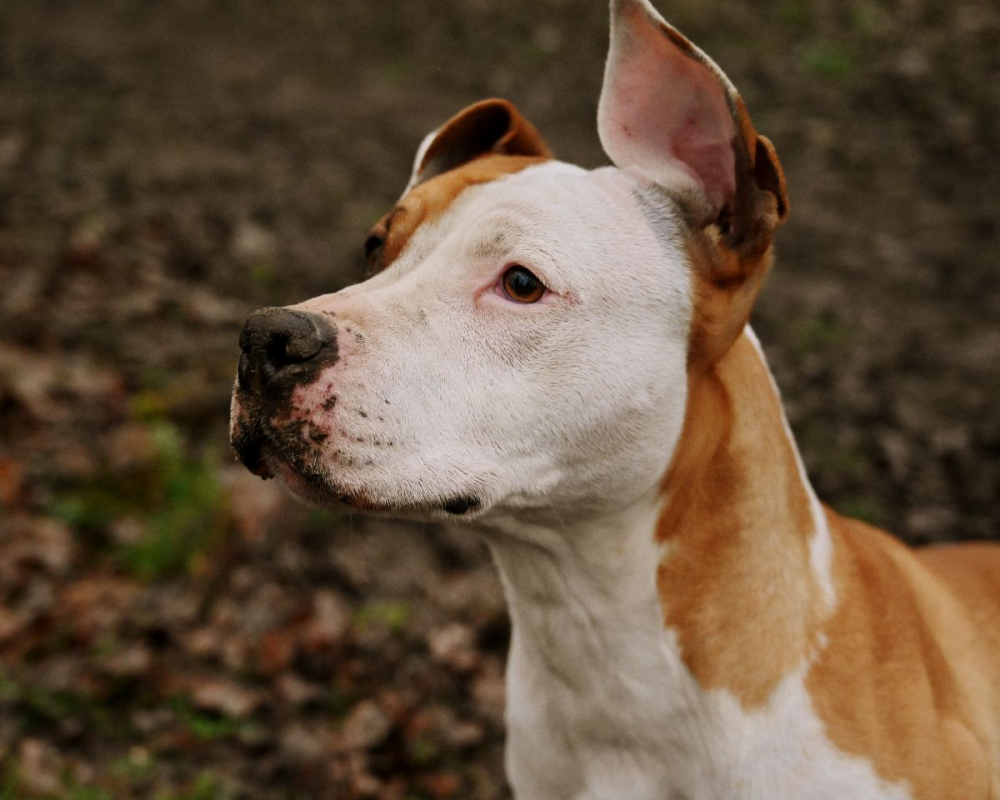 Photo #4 de GAÏA (en parcours de soins)