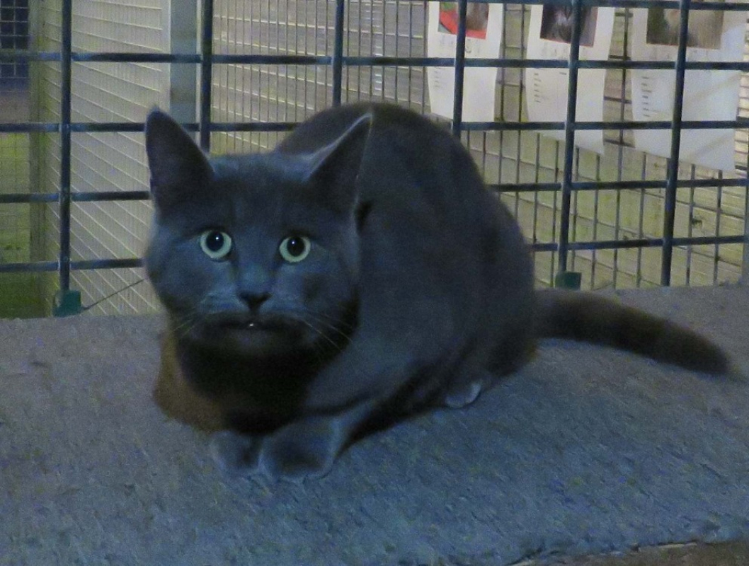 Photo #2 de Guimauve