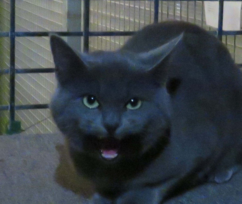 Photo #1 de Guimauve