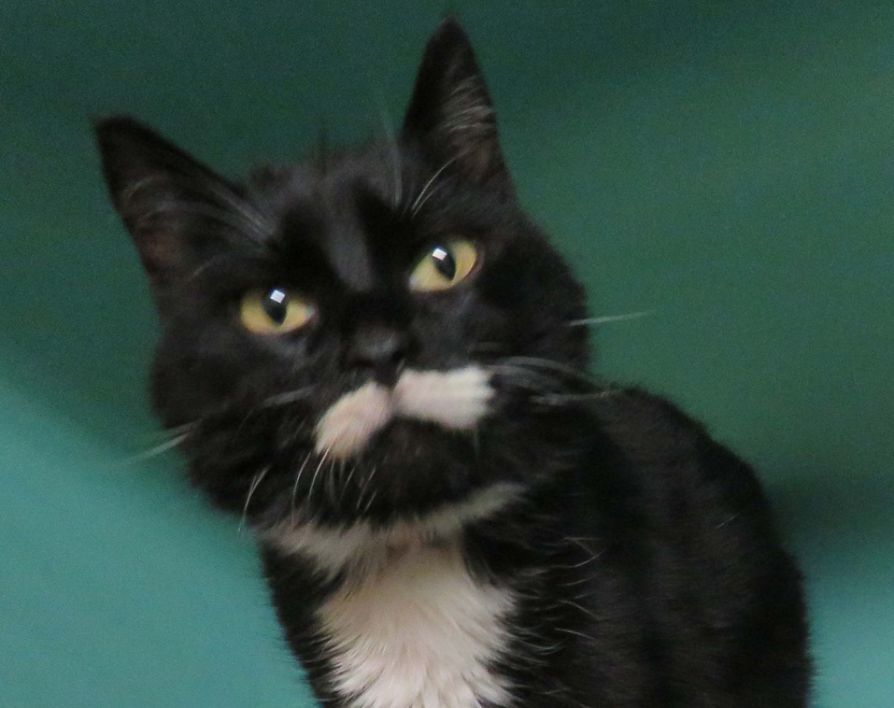 Photo #1 de Chantilly