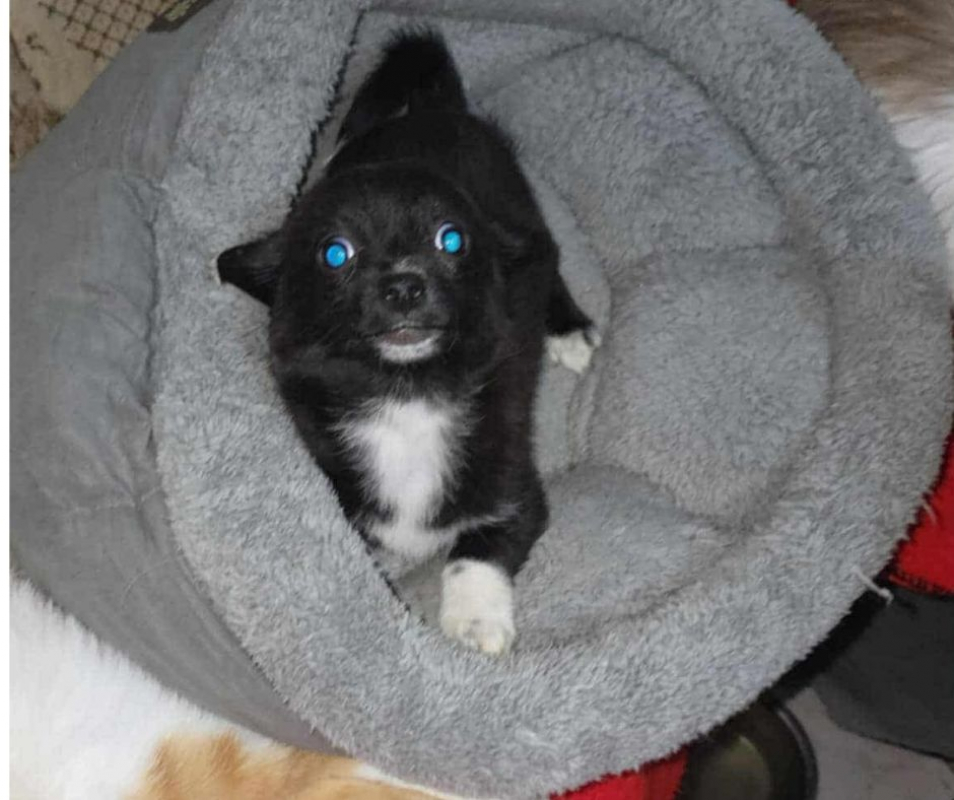 Photo #1 de GUIMAUVE