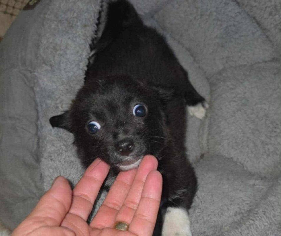 Photo #2 de GUIMAUVE