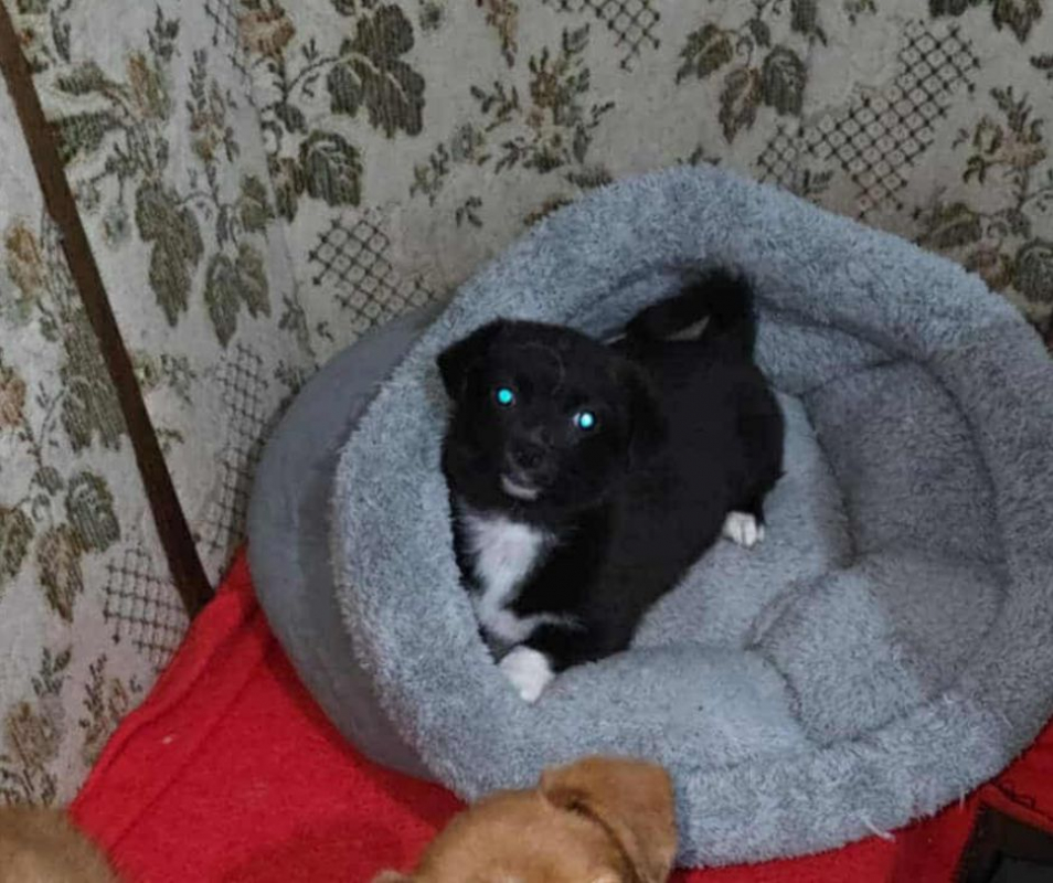 Photo #3 de GUIMAUVE