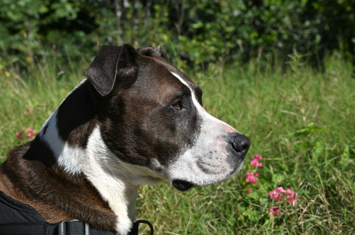 Photo #5 de LOKY