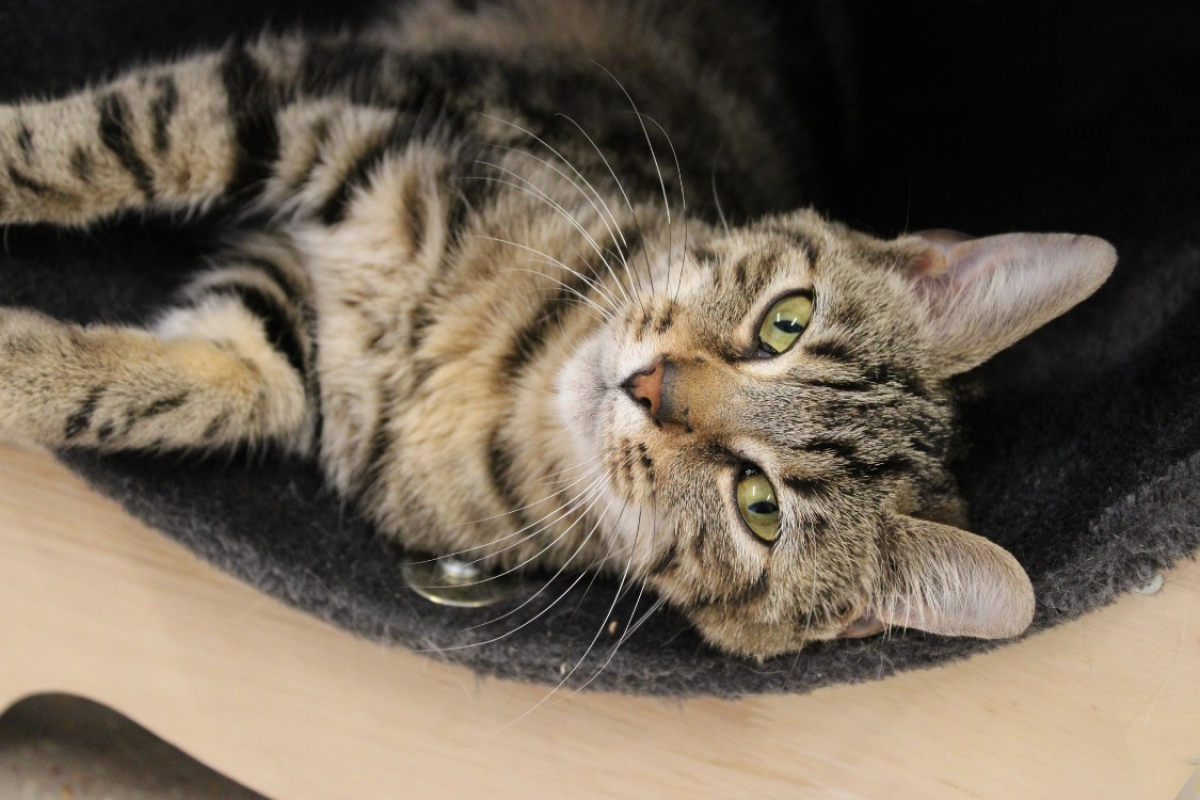 Photo #1 de Crevette