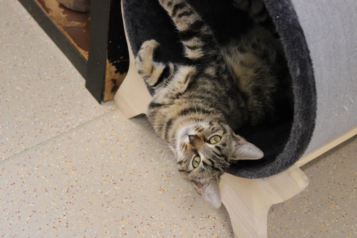 Photo #2 de Crevette