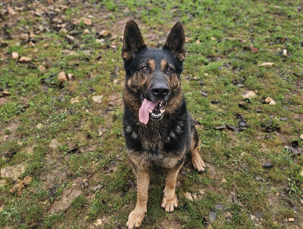 Mani - Chien Berger Allemand à adopter