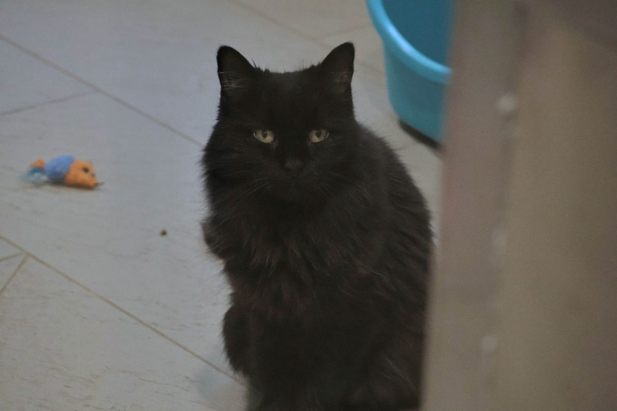 Dolly - Chat Européen à adopter
