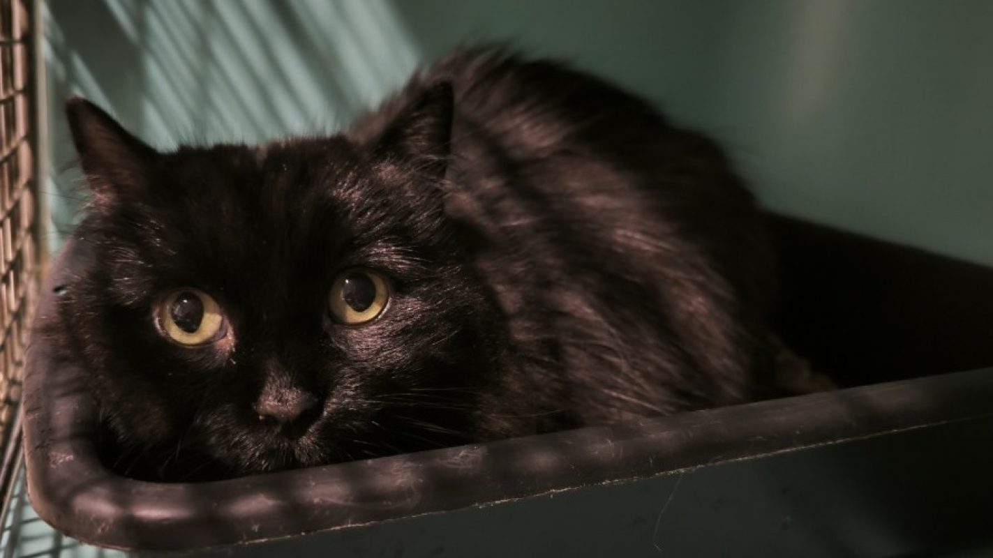 Dolly - Chat Européen à adopter - photo 2