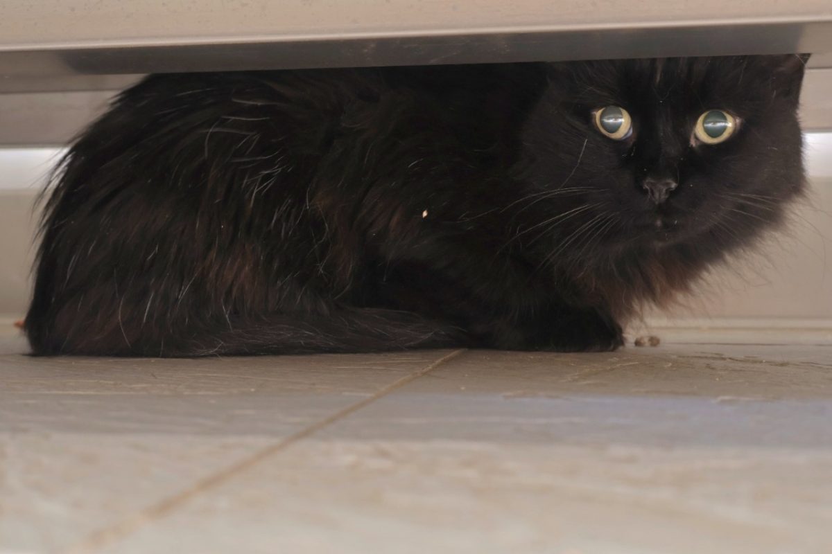 Dolly - Chat Européen à adopter - photo 3