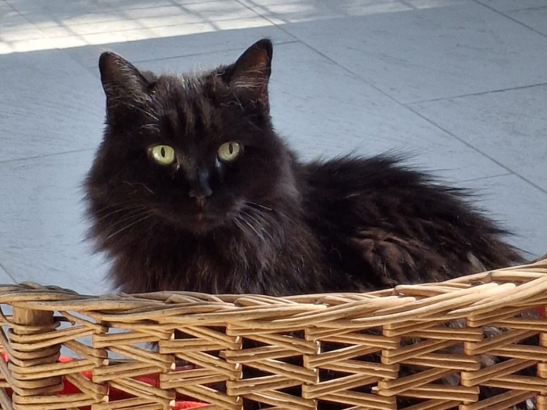 Dolly - Chat Européen à adopter