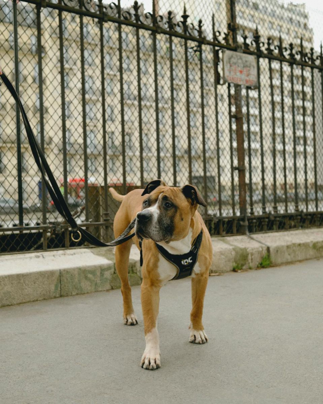 Photo #1 de ROCKY