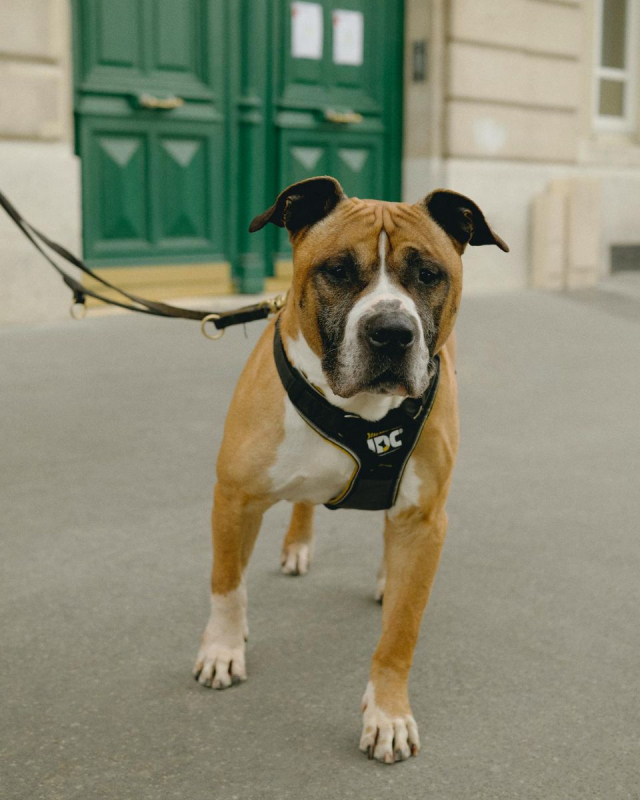 Photo #4 de ROCKY