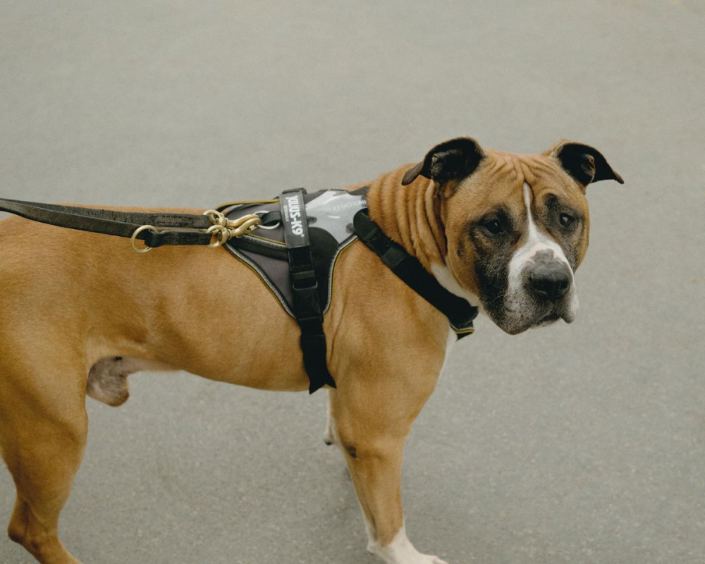 Photo #7 de ROCKY