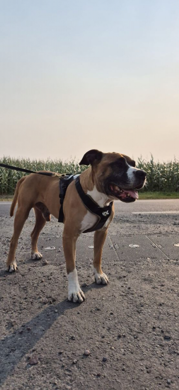 Photo #8 de ROCKY