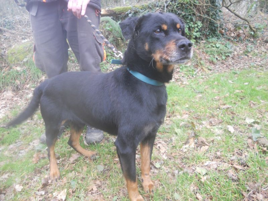 Photo #2 de Punky famille d'accueil