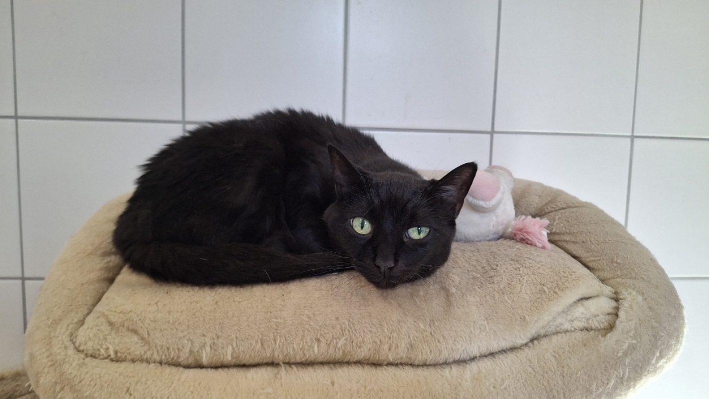 Rosy - Chat Européen à adopter