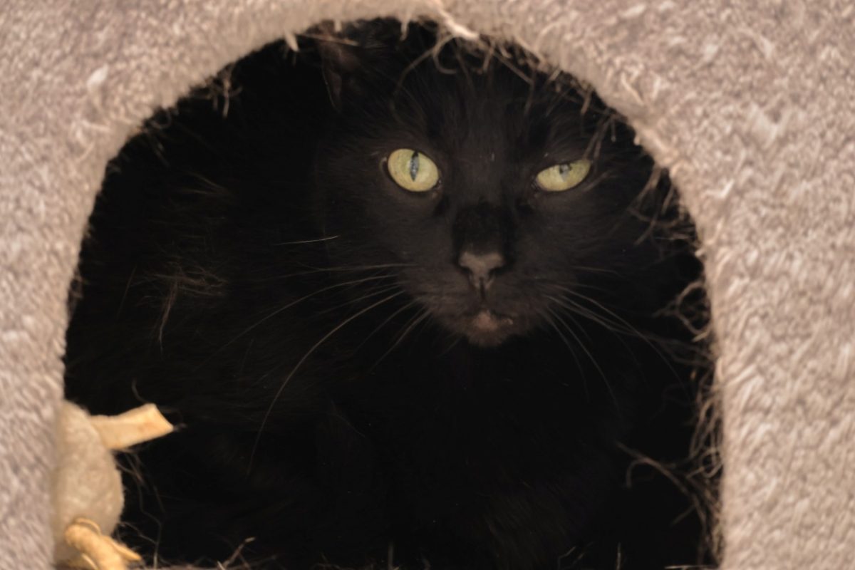 Rosy - Chat Européen à adopter - photo 3