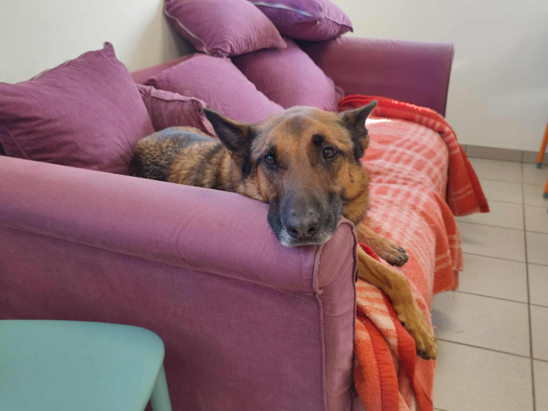 Photo #1 de Filou