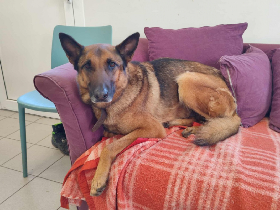 Photo #3 de Filou