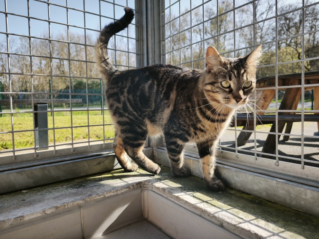 Photo #1 de Noisette