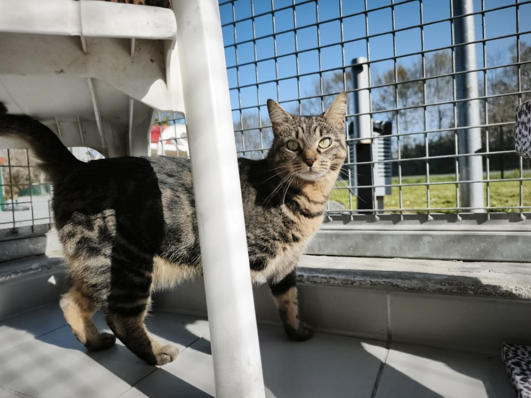 Photo #2 de Noisette