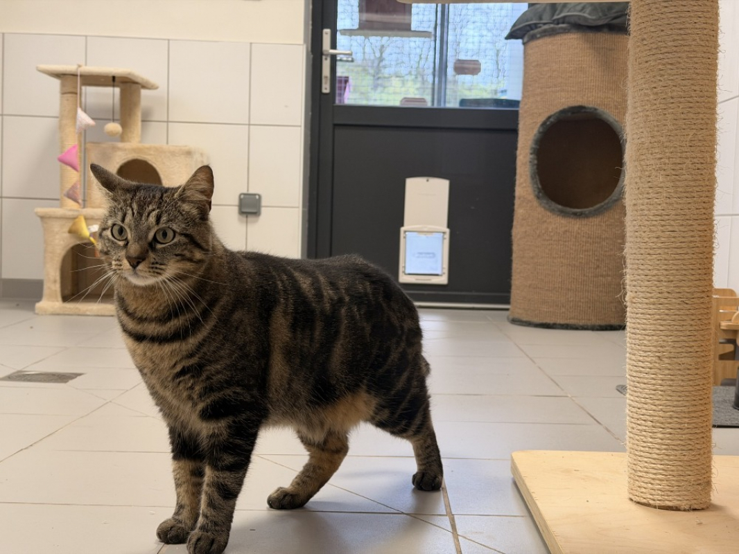 Photo #2 de Noisette