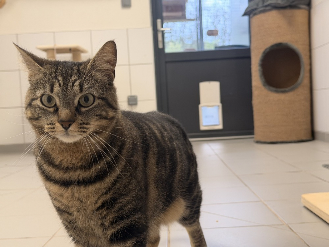 Photo #3 de Noisette