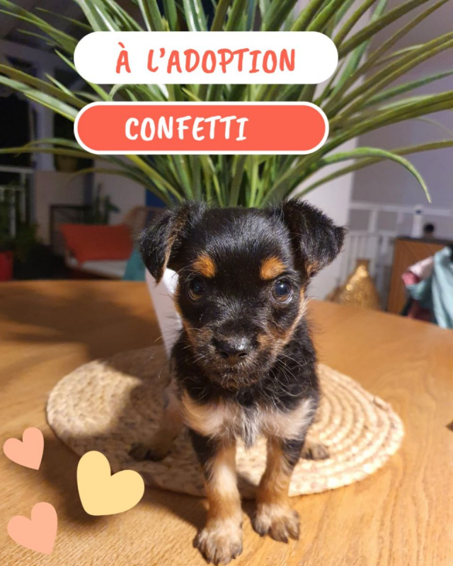 Photo #1 de Confetti