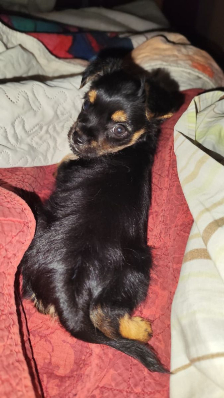 Photo #2 de Confetti