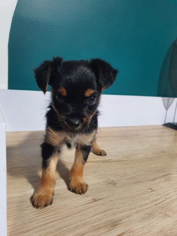 Photo #3 de Confetti